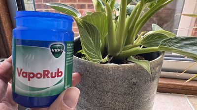 I've just discovered this strange hack that'll keep pests away from your plants — and it uses a popular cold medicine