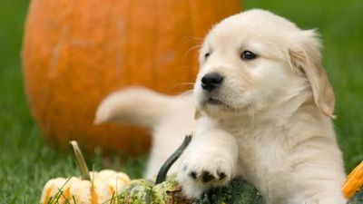 What Your Dog Lives For Every Day (It’s Not What You Think)