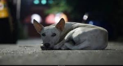 Noida Dog Cruelty Case Sparks Outrage, Ends with Rescue