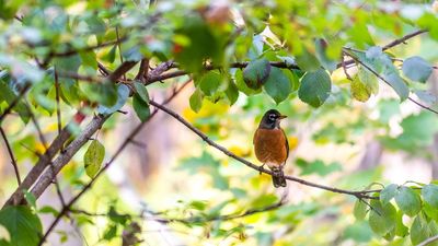 How to Attract American Robins to Your Yard – Expert-Approved Ways to Tempt Them in and Keep Them There