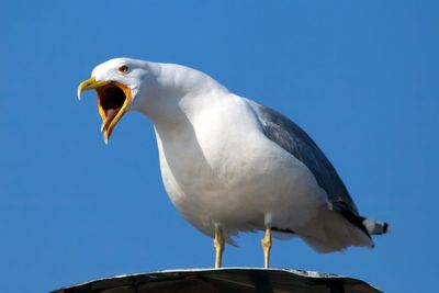 Inverness wages war on seagulls after ‘coordinated attacks on children’ at Easter egg hunt