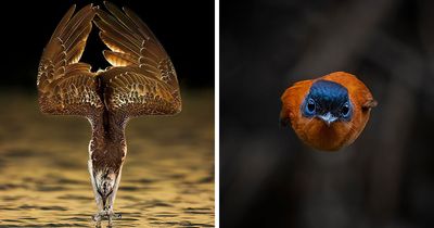 52 Shots Of Wild Animals Hunting By This Indian Photographer
