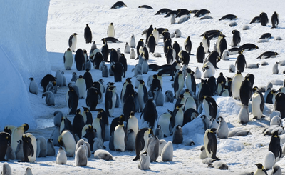 We Need a 'Wake-up Call': Emperor Penguins Declared Endangered as Sea Ice Loss Turns Deadly