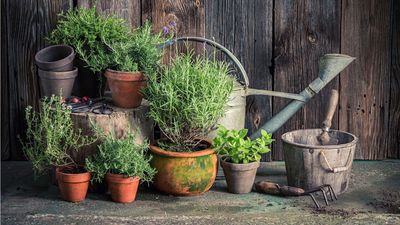 You Don't Need Loads of Room to Grow Herbs – Plant these 5 on Your Windowsill Now for Aromatic Harvests All Spring and Summer