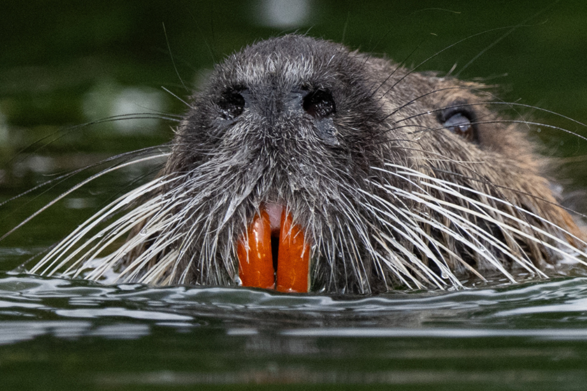 Giant rodent that could devastate California wetlands…