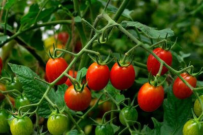 The ‘Trash’ Fertilizer: 5 Household Waste Items Your Tomatoes Crave