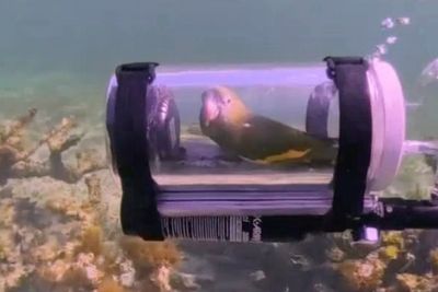 Parrot explores the Bahamas under-sea world in custom-built mini submarine