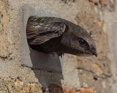 Anger as swifts’ nesting holes in Derbyshire rail viaduct ‘blocked up’