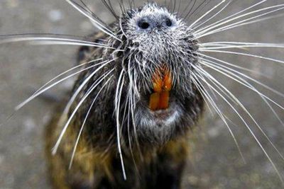 Coastal state struggles with invasive ‘giant’ rodents weighing up to 20 lbs