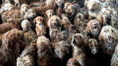 Animal charity finds room crammed with 250 dogs, the image was so unbelievably heartbreaking they had to deny it was AI