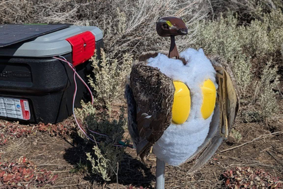 Can’t tell if it’s real? Robot birds could soon be nesting around National Parks
