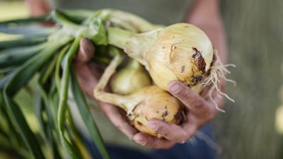 Never Throw Away a Sprouting Onion – There Are Just 5 Steps to Replant It for a Brand New Harvest