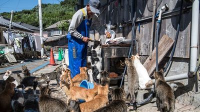 Aoshima: Japan's tiny 'Cat Island' where felines hugely outnumber humans