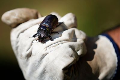 Palm-Killing Beetle Found On Molokaʻi For First Time, Rediscovered On Maui