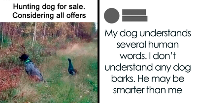61 Hilarious Memes Featuring Cute, Funny And Mischevious Dogs