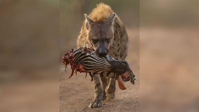 Incredible image of hyena carrying a zebra's head triumphs in world's largest close-up photography competition as the 'hunter' locks eyes with the lens...