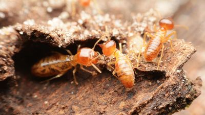 What to do if you find termites in your yard: 5 DIY fixes