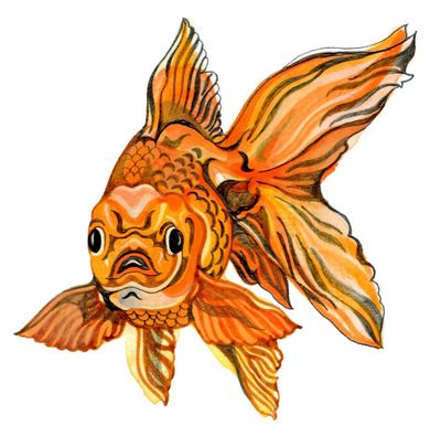 Can fish smell and what does the meme six-seven actually mean? The kids’ quiz