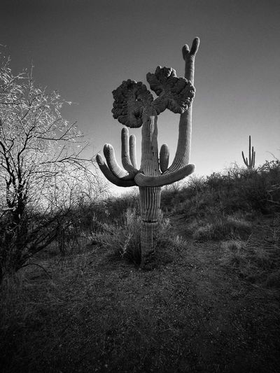 ‘This cactus looks as if it’s preaching’: Joseph Cyr’s best phone picture