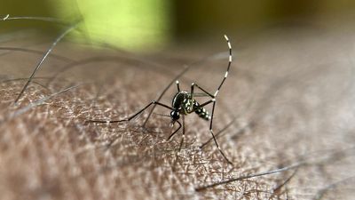 Reunion Island deploys sterile mosquitoes to stop the spread of disease