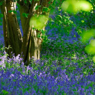 Garden experts issue a warning to look out for an invasive plant posing a serious threat to native bluebells