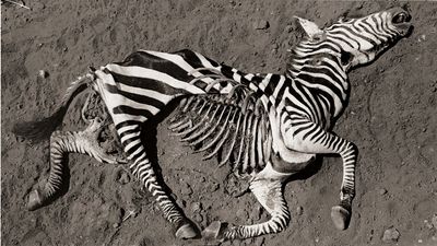 A zebra that ran to the end: why Peter Beard’s unflinching photography of African wildlife still haunts us 60 years on