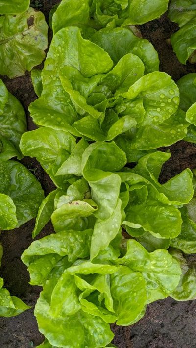 The Rainy Season Impact Why Fresh Greens May Spoil Faster This Week