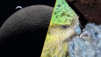 Science news this week: Artemis II splashes down, the world's fattest parrot bounces back, and the Shroud of Turin is contaminated
