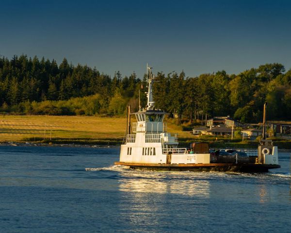 Washington officials say 21 dead canines that washed ashore were foxes, solving local mystery