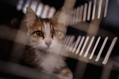 Family reunited with cat who went missing seven years ago in California