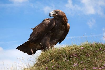 Golden eagles could be reintroduced to England with new funding, ministers say