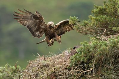 Golden eagles set to make comeback in England after 150 years