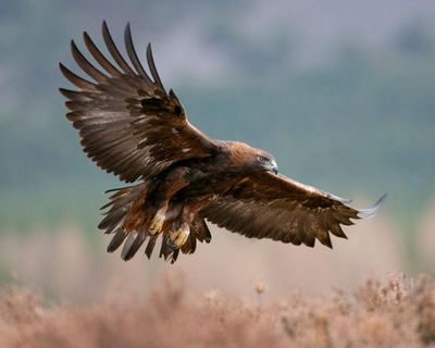 Golden eagles could be reintroduced to England after more than 150 years