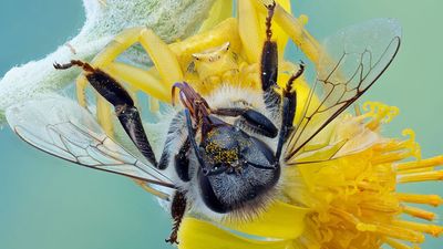 This award-winning, upside-down photo of a color-changing spider ambushing a bee relied on an unusual camera feature: A tilting LCD screen