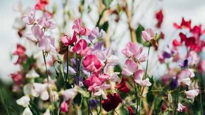 What to Do With Sweet Peas in April – Act Now and Enjoy Fragrant, Blousy Blooms All Summer