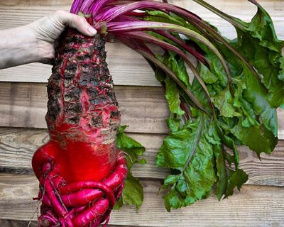 Can’t beet it! Humble mangelwurzel to star at Chelsea flower show