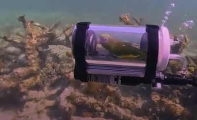 Parrot goes for 15-minute underwater ride in homemade submarine