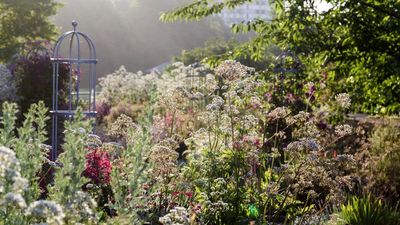 5 Plants That Will Totally Transform Your Rental Garden – They’re Easy to Grow and Offer Quick Rewards