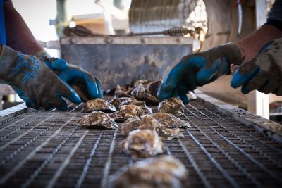 After a harsh winter, New York’s oyster supply faces uncertainty and $2M losses