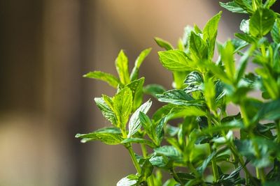Garden Experts Warn: These 7 Plants Could Be Destroying Your Soil Without You Knowing