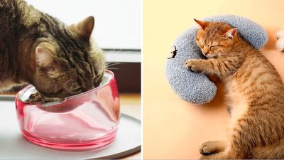 50 clever things that make your cat way happier