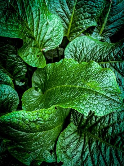 Is Your Produce Safe Updated Guidelines for Washing Leafy Greens
