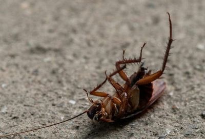 These 12 Outdoor Mistakes Could Be Attracting Pests to Your Home Without You Realizing It