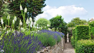 What to Do with Lavender in April to Set Your Plant Up for Its Best Summer Bloom Yet