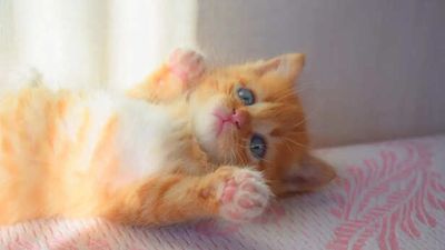 Does Your Cat Love You or Use You? Science Answers