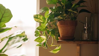 What Your Pothos Plant Actually Needs in April to Go From Sparse to Thriving in a Month