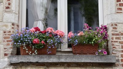 April Can Be Just As Colorful For Window Box Gardeners – Plant These Flowers Now and They’ll Dazzle Until Fall