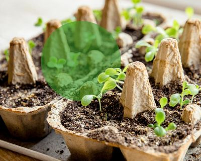 Garden gold: how to give common household waste new life as back yard essentials