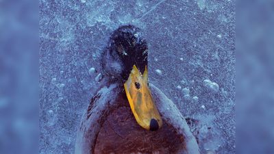 "Ice acting as a window into death:" This tragic image of a duck frozen beneath ice in Norway was captured on a Hasselblad film camera