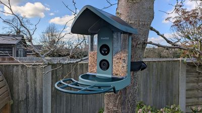 I just set up the Kiwibit Beako smart bird feeder in my yard — here's my first impressions